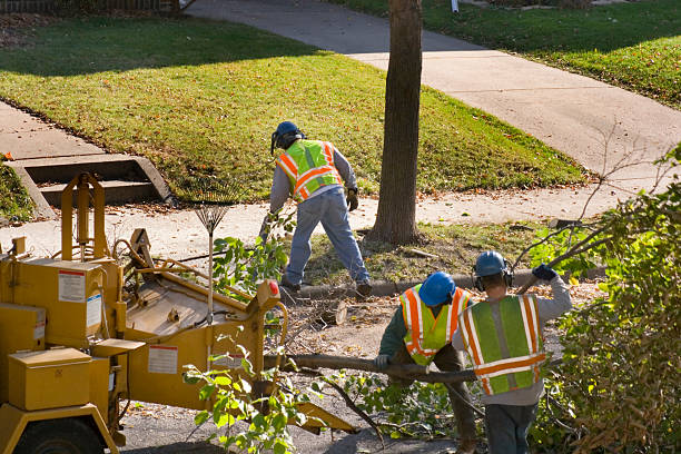 Professional Tree Service in Dahlonega, GA